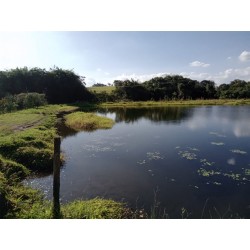Fazenda a venda sp Ribeirao Preto Cassia dos Coqueiros