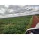 FAZENDA A VENDA TOCANTINS 3.204 HA REGIAO ARAGUAINA DARCINOPOLIS