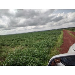 FAZENDA A VENDA to TOCANTINS 3.204 HA REGIAO ARAGUAINA DARCINOPOLIS