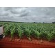 FAZENDA A VENDA to TOCANTINS 3.204 HA REGIAO ARAGUAINA DARCINOPOLIS