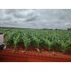 FAZENDA A VENDA TOCANTINS 3.204 HA REGIAO ARAGUAINA DARCINOPOLIS