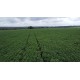 FAZENDA A VENDA to TOCANTINS 3.204 HA REGIAO ARAGUAINA DARCINOPOLIS