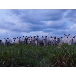 FAZENDA A VENDA MT BARRA DO GARÇA PECUARIA 5.200 HA