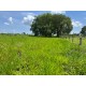 FAZENDA A VENDA MT BARRA DO GARÇA PECUARIA 5.200 HA