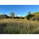 FAZENDA A VENDA MT BARRA DO GARÇA PECUARIA 5.200 HA