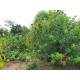 SITIO A VENDA sp RIBEIRAO PRETO 10.9 HA