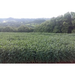 FAZENDA A VENDA CANA FRANCA PEDREGULHO SOJA