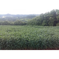 FAZENDA A VENDA sp CANA FRANCA PEDREGULHO SOJA