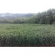 FAZENDA A VENDA sp CANA FRANCA PEDREGULHO SOJA