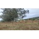 FAZENDA A VENDA sp CANA FRANCA PEDREGULHO SOJA