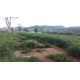 FAZENDA A VENDA sp CANA FRANCA PEDREGULHO SOJA