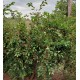 FAZENDA A VENDA sp CANA FRANCA PEDREGULHO SOJA
