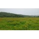 Fazenda a venda sp regiao Campinas Piracicaba Pecuaria 134 alqueires