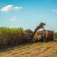 Fazenda a venda cana Sul de Goias regiao Morrinhos 100 alqueiroes