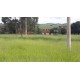 Sitio a venda sp Regiao Ribeirao Preto Cajuru lavoura Pecuaria 11 alqueires