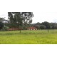 Sitio a venda sp Regiao Ribeirao Preto Cajuru lavoura Pecuaria 11 alqueires