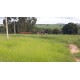 Sitio a venda sp Regiao Ribeirao Preto Cajuru lavoura Pecuaria 11 alqueires