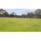 Sitio a venda sp Regiao Ribeirao Preto Cajuru lavoura Pecuaria 11 alqueires