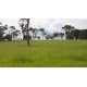 Sitio a venda sp Regiao Ribeirao Preto Cajuru lavoura Pecuaria 11 alqueires