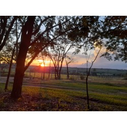 Sitio a venda sp Ribeirao Preto montado pecuaria lavoura 3.3 ha