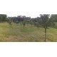 Sitio a venda sp Regiao Ribeirao Preto Cajuru pecuaria lavoura lazer