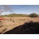 Sitio a venda sp Ribeirao Preto Cajuru com casa antiga 2.42 ha