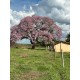 Fazenda a venda regiao Rio Preto Monte Aprazivel pecuaria