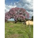 Fazenda a venda sp regiao Rio Preto Monte Aprazivel pecuaria