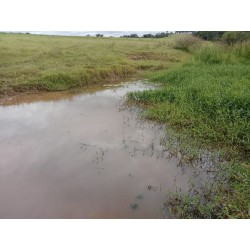 Sitio a venda sp Regiao Ribeirao Preto Mococa Pecuaria lavoura