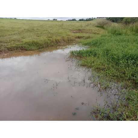 Sitio a venda sp Regiao Ribeirao Preto Mococa Pecuaria lavoura