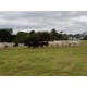 Sitio a venda sp Regiao Ribeirao Preto Mococa Pecuaria lavoura