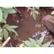 Sitio a venda sp Regiao Ribeirao Preto Mococa Pecuaria lavoura