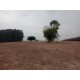 Fazenda a venda sp Ribeirao Preto pecuaria lavoura cafe soja cana Empreendimento 64 alqueires