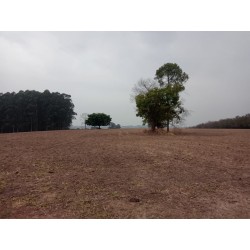 Fazenda a venda sp Ribeirao Preto pecuaria lavoura cafe soja cana Empreendimento 42 alqueires