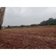Fazenda a venda sp Ribeirao Preto pecuaria lavoura cafe soja cana Empreendimento 42 alqueires