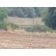 Fazenda a venda sp Ribeirao Preto pecuaria lavoura cafe soja cana Empreendimento 42 alqueires