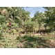 Chacara a venda sp Ribeirao Preto Cassia dos Coqueiros com casa 4.000m2