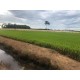 Fazenda a venda pr Regiao Umuarama lavoura arroz soja pecuaria 92 alqueires