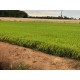 Fazenda a venda pr Regiao Umuarama lavoura arroz soja pecuaria 92 alqueires
