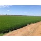 Fazenda a venda pr Regiao Umuarama lavoura arroz soja pecuaria 92 alqueires