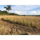 Fazenda a venda Parana pr Regiao Umuarama lavoura soja arroz pecuaria irrigada 720 ha