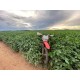 Fazenda a venda Parana pr Regiao Umuarama lavoura soja arroz pecuaria irrigada 720 ha