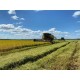 Fazenda a venda Parana pr Regiao Umuarama lavoura soja arroz pecuaria irrigada 720 ha