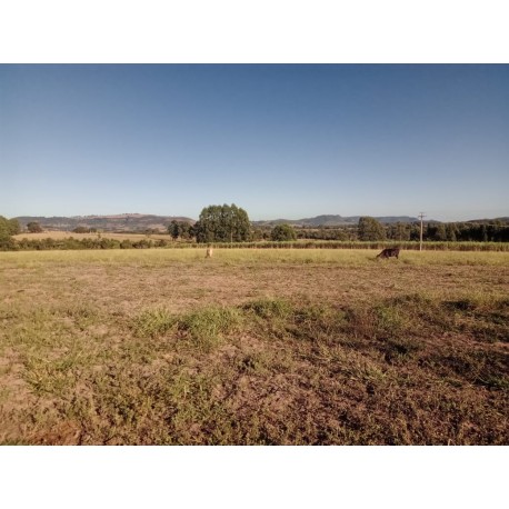 Fazenda a venda sp cana cafe eucalipto pecuaria Regiao Ribeirao Preto 27.3 alqueires