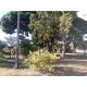 Fazenda a venda sp cana cafe eucalipto pecuaria Regiao Ribeirao Preto 30 ALQ