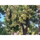 Fazenda a venda sp cana cafe eucalipto pecuaria Regiao Ribeirao Preto 30 ALQ