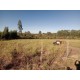Fazenda a venda sp cana cafe eucalipto pecuaria Regiao Ribeirao Preto 30 ALQ