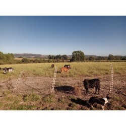 Fazenda a venda sp eucalipto cafe cana pecuaria regiao Ribeirao Preto 27.3 alqueires