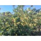 Fazenda a venda sp eucalipto cafe cana pecuaria regiao Ribeirao Preto 27.3 alqueires