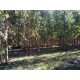 Fazenda a venda sp eucalipto cafe cana pecuaria regiao Ribeirao Preto 27.3 alqueires